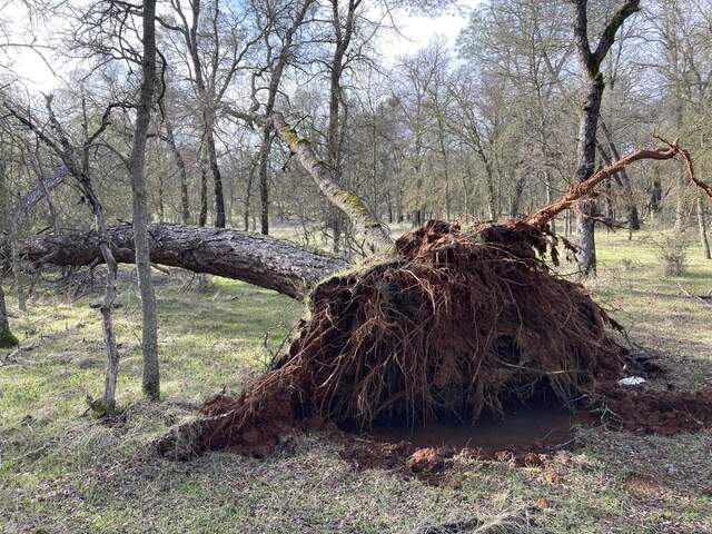 Medium pine fell over taking small oak with it, root hole full of water