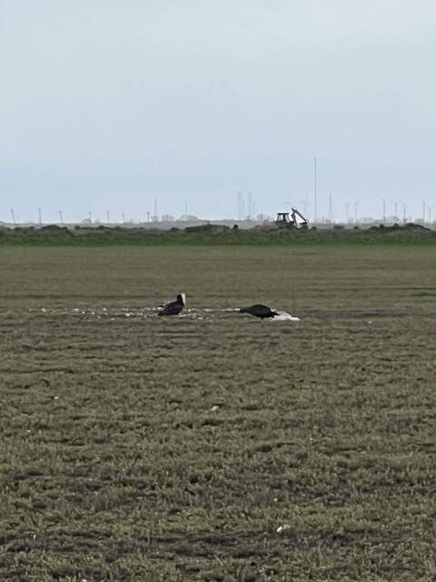 Vultures eating something white, maybe a lamb, on the denuded alfalfa field