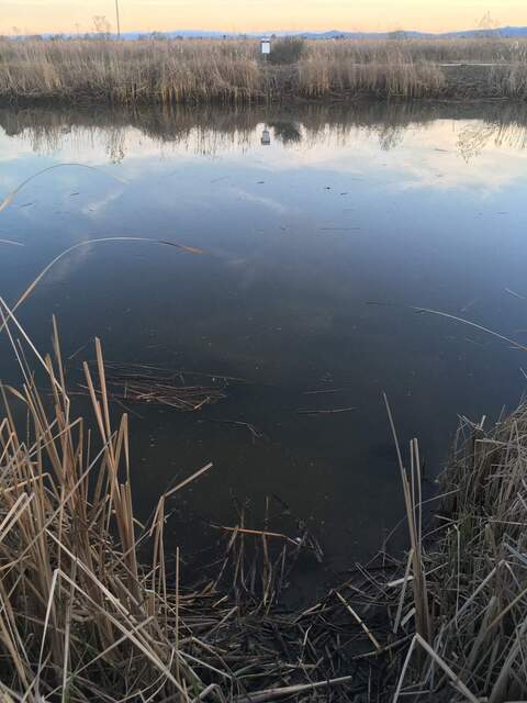 View from the north bank of Little Dutch Slough channel, looking south toward the ADCP. There are some submerged aquatic vegetation visible, but we