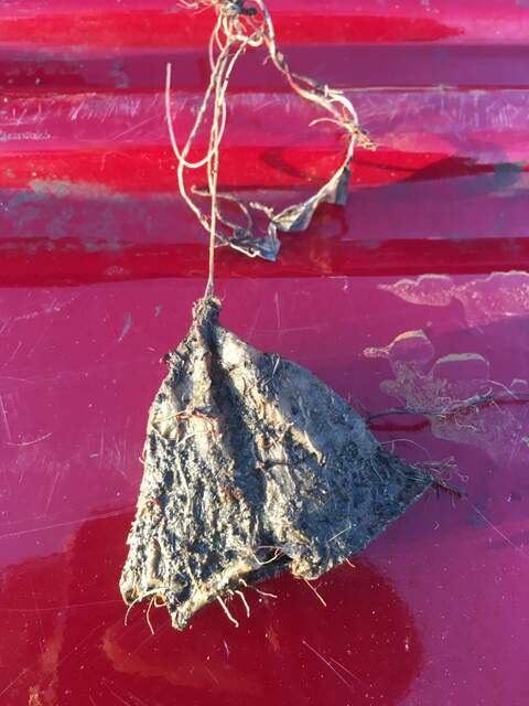 Sole retrieved teabag from the batch installed in May 2022. This was attached to a white PVC pole on the north side of the boardwalk, about 3m from the shore. Multiple roots were growing into the teabag.