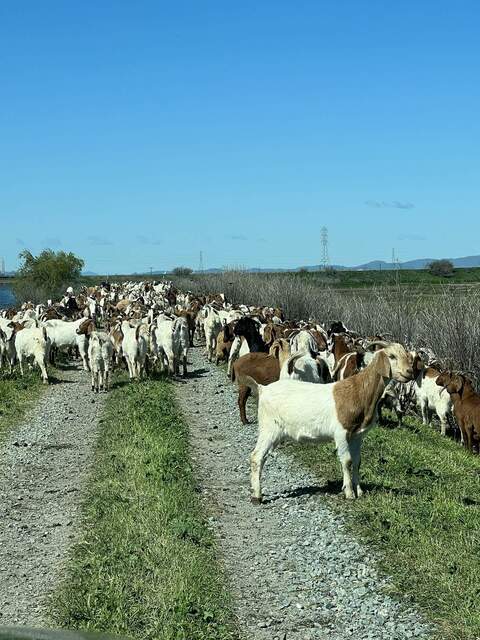 Goats on the levee road by Mayberry Slough, just north of Antioch Bridge