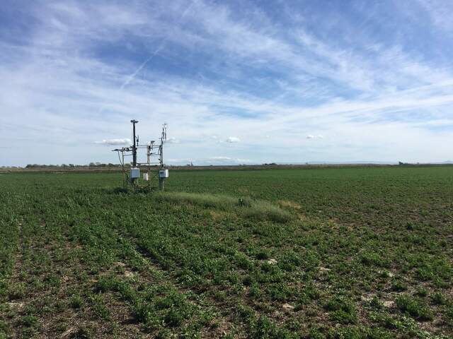 Weeds growing by tower among spare alfalfa