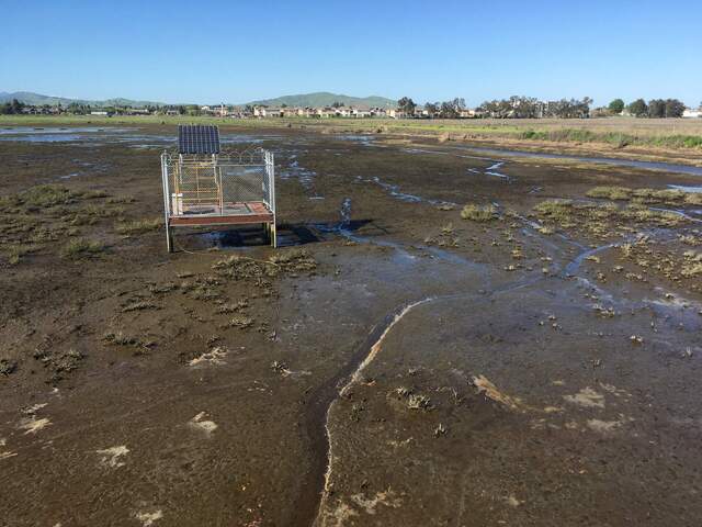 Channels starting to form in the wetland