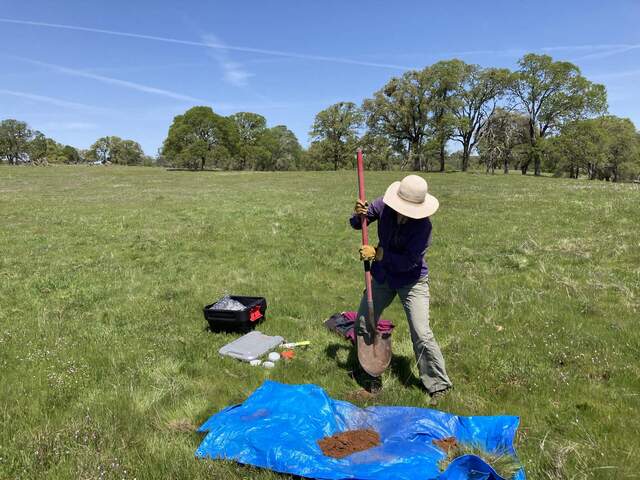 Daphne helping take soil cores for Ameriflux project.