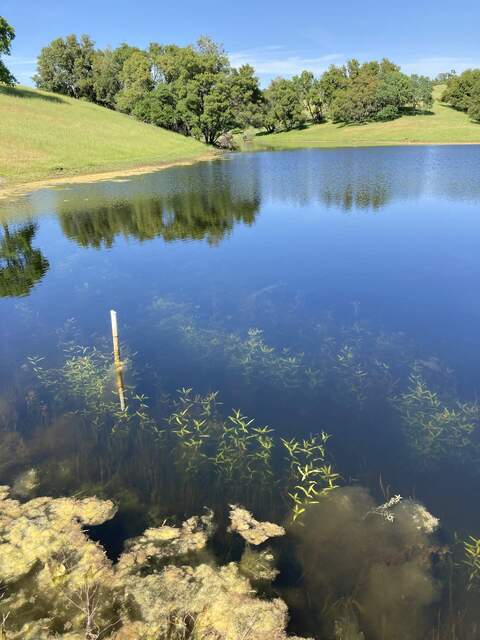 The pond has very clear water. Trees and grass super green