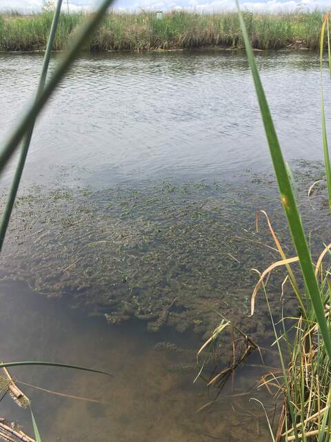 Lots of submerged aquatic vegetation along the southern bank of the Gilbert Tract channel, across from Flo the ADCP