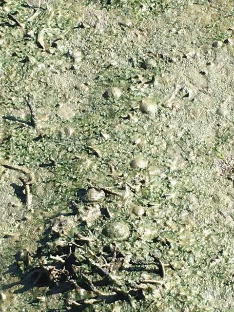 (Zoomed in) bubbles getting trapped in the algal mat at Hill Slough during low tide