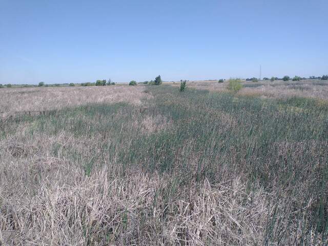 Patchy green up with plants near the road and the boardwalk greening up faster than interior roads