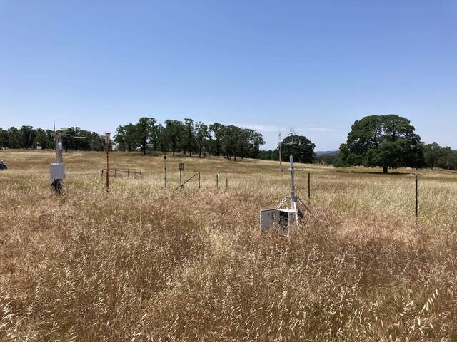 Grass gas gone to seed, Trees look good clear skies