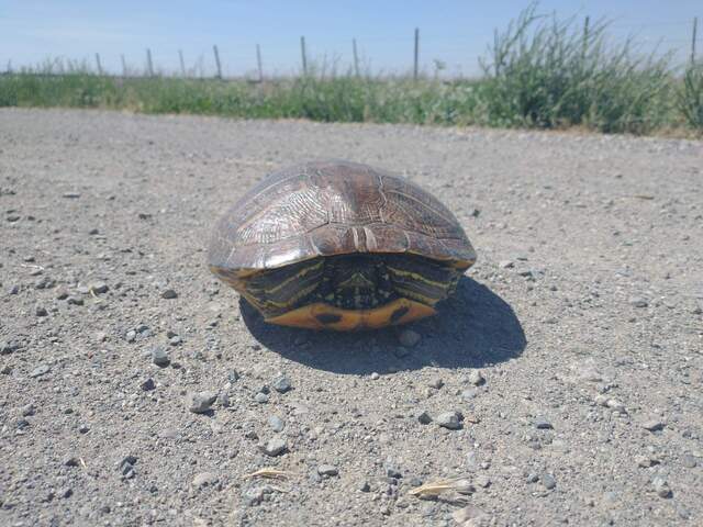 Scrunched in turtle crossing the road that runs under Antioch Bridge. Maybe a red-eared slider. 