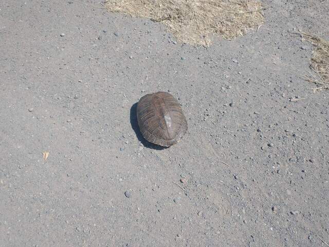 Scrunched in turtle crossing the road that runs under Antioch Bridge. Maybe a red-eared slider. 