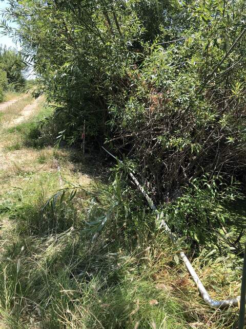 Power cable has now been threaded through conduit to protect it from the willow growing and trapping it.