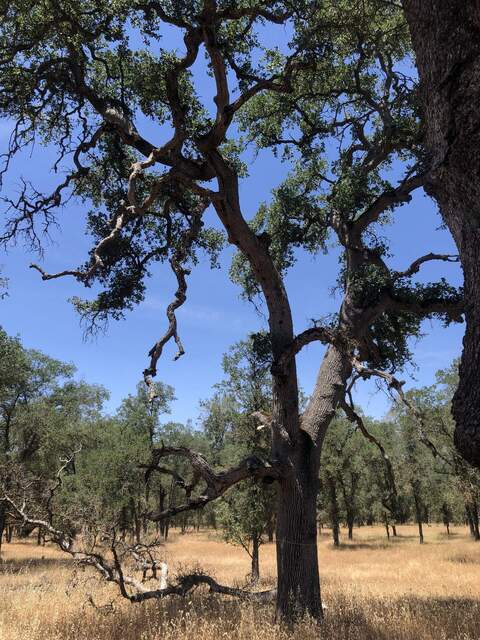 Woodpecker nest holes in the trunk of the blue oak tree