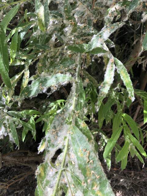 Lots of fuzzy white substance on the willow trees. At first glance we thought it was cattail fluff stuck in spider webs, but might be spider mites. 