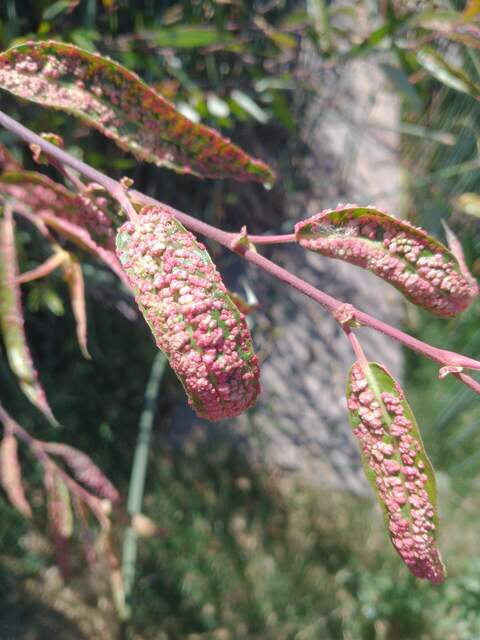 Leaf galls on willow tree by boardwalk. Maybe half of the tree