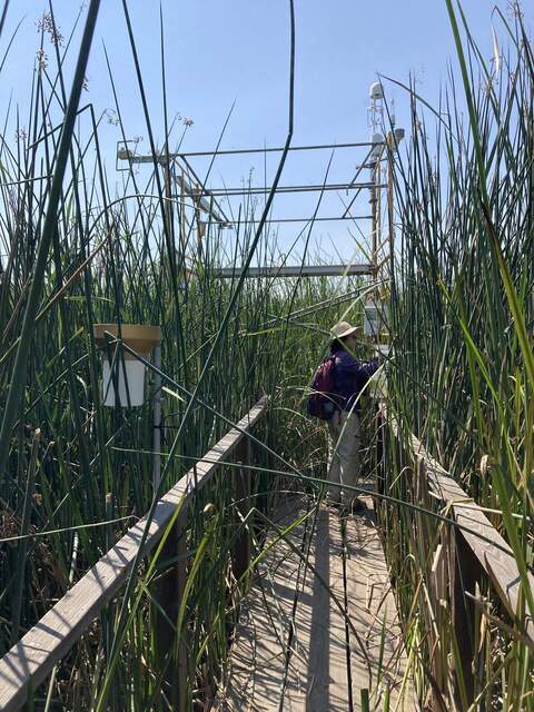 The tules and cattails at all the wetlands seem tall and lush this year