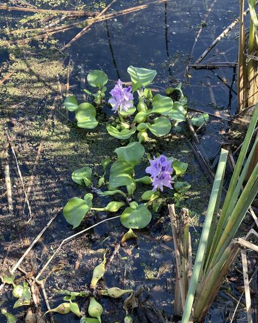 Pretty water hyacinth flowers