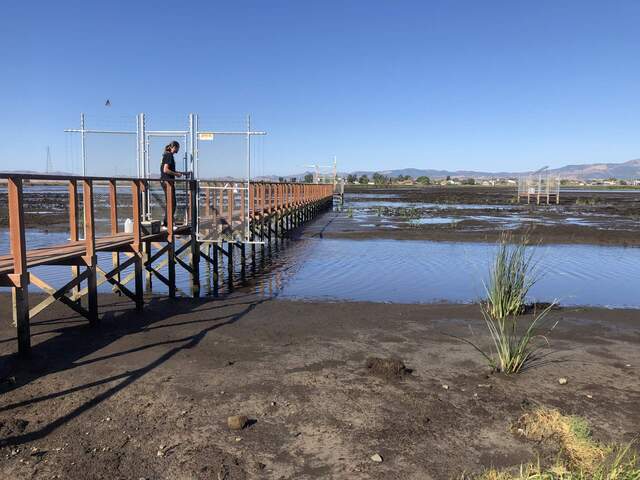 Substantial tules are continuing to develop along the boardwalk