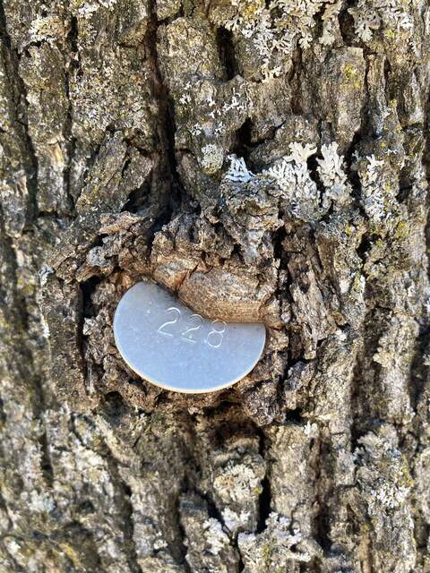 A tree is eating its tag
