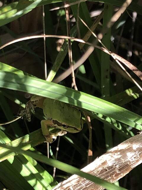 Bright green frog that was on Mel