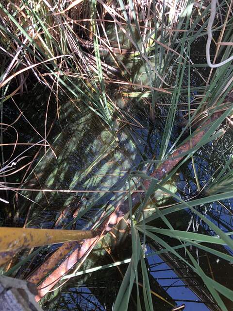 Maybe blue-green algae in the calm waters around the MB scaffolding