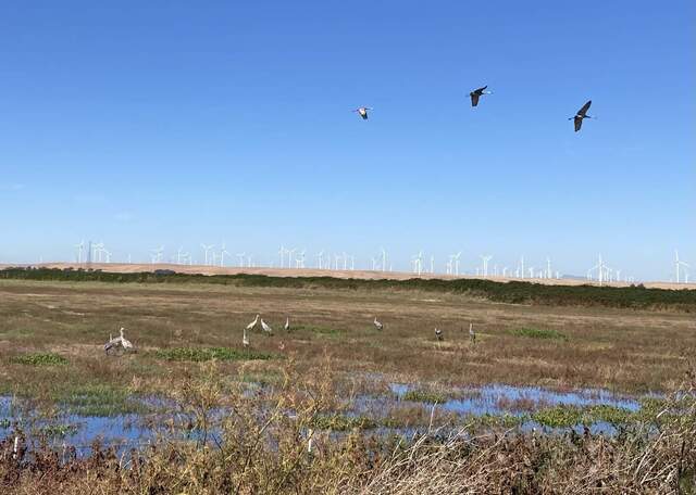 Sand hill cranes have arrived - must be winter