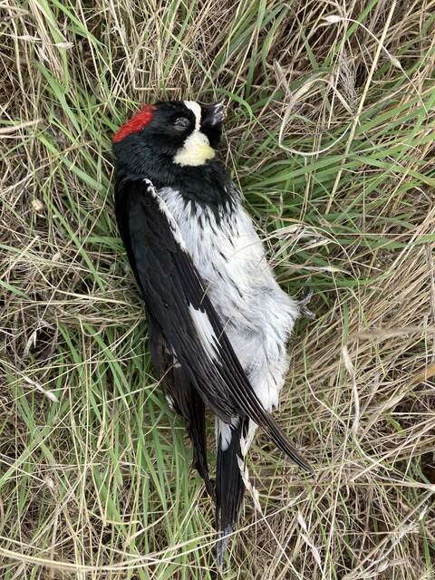 Dead woodpecker at the base of the radiation tower looks to have a broken beak