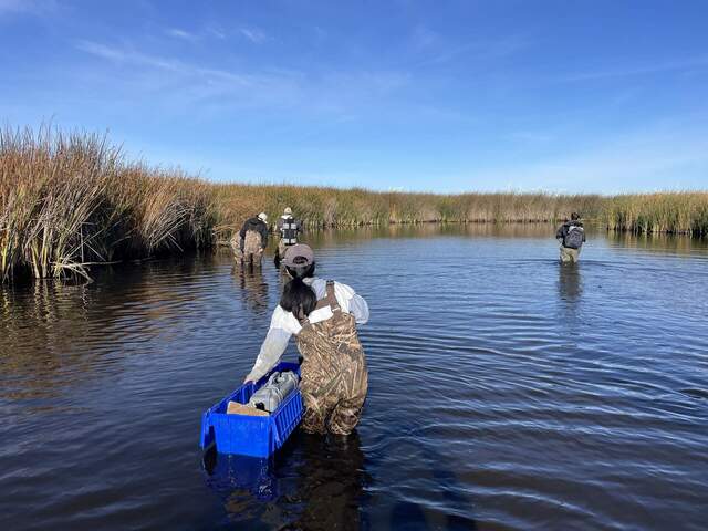Floating a LI-7820 N20 analyzer in a plastic tote box. The box constantly wanted to tip over and dump the k analyzer in the water. Koong, Eddie, and Kuno are starting their first sample. Robert is wearing a LI-7810 CH4/CO2 analyzer in a backpack and making his way to our first collar.