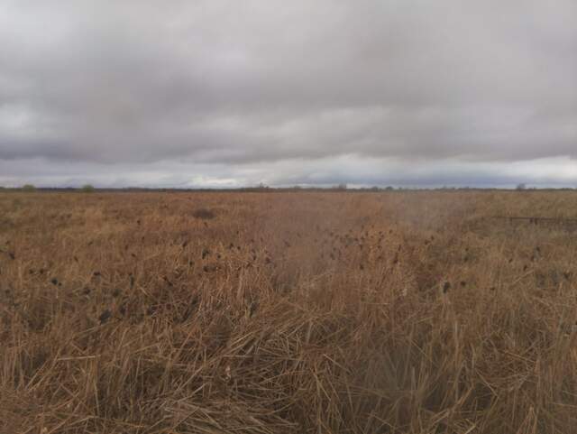 Black birds in the rushes