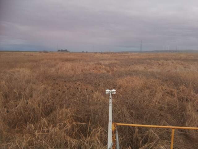 Black birds in the reeds