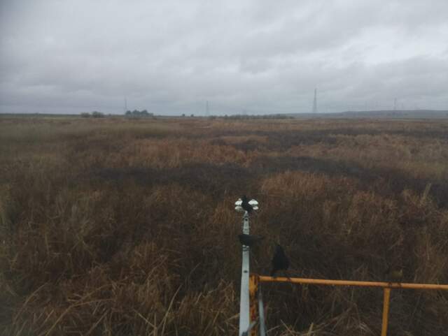 Grackles on radiometer boom