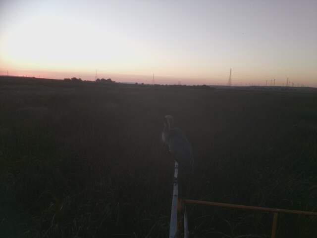 Probably great blue heron on radiometer boom
