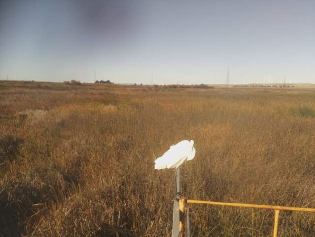 Great white egret on radiometer boom