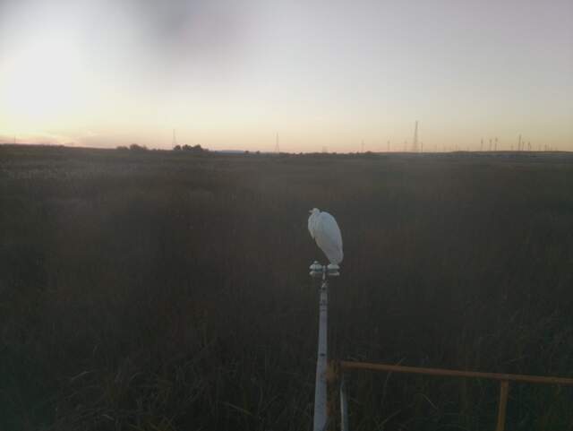 Great white egret on radiometer boom