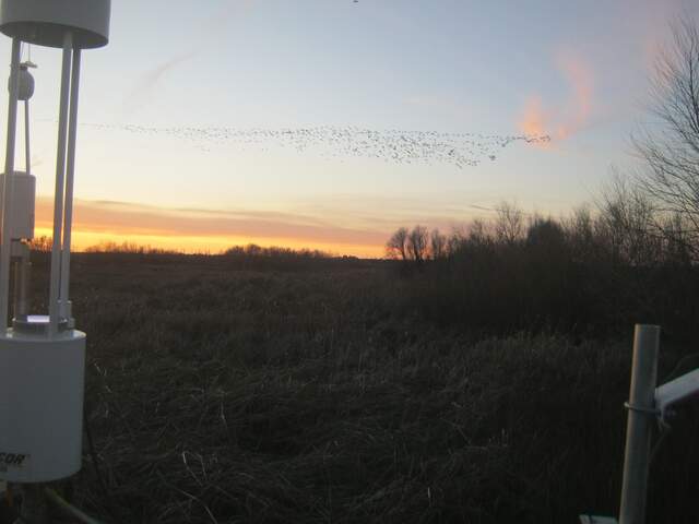 Flock of birds in flight at sunset