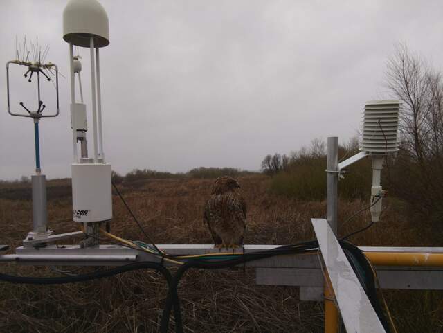 Hawk on boom