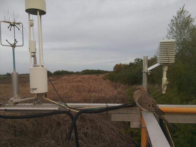 Mourning dove on railing