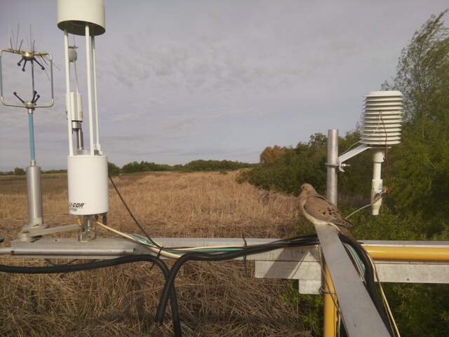 Mourning dove on railing