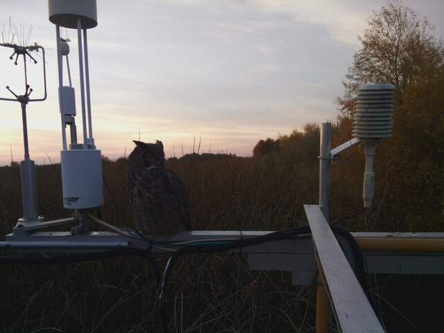 Great horned owl on boom