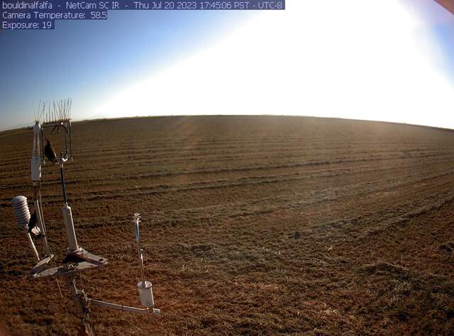 Starlings on eddy sensors, field mowed but not raked