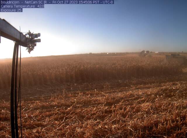 Corn harvest