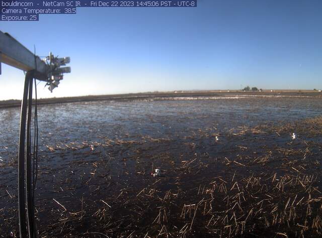 Geese in flooded field