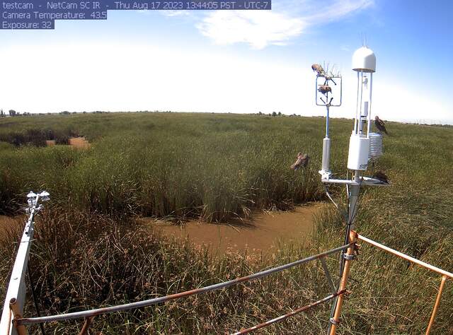 Starlings on the eddy sensors