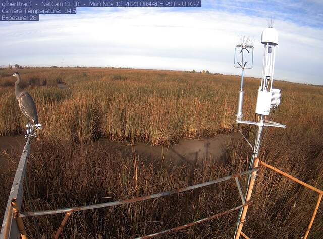 Great Blue Heron on the radiometers