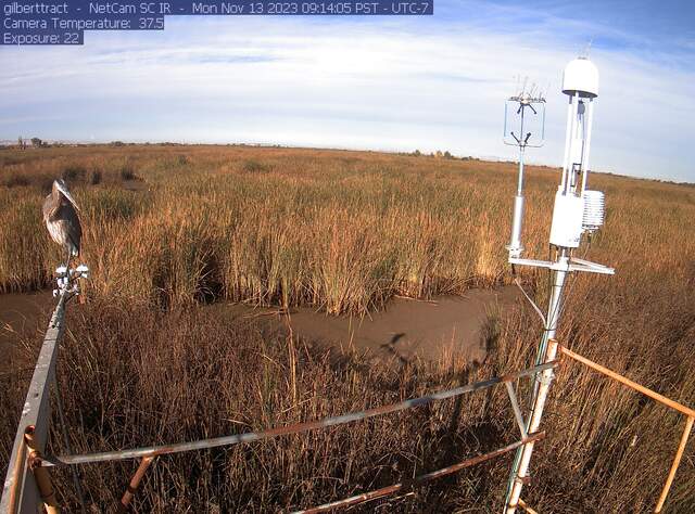 Great Blue Heron on the radiometers