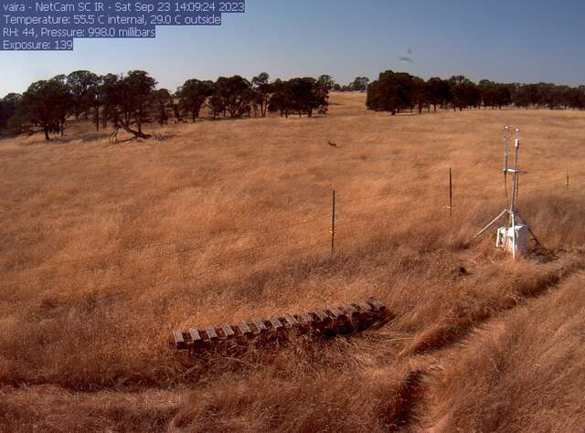 Coyote in the field