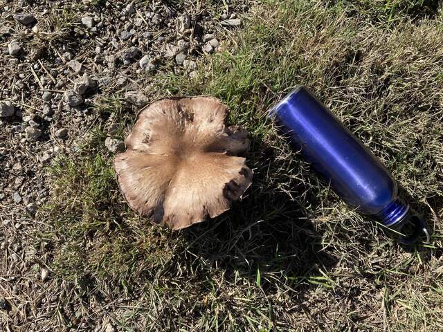 Big mushrooms growing on the edge of the road