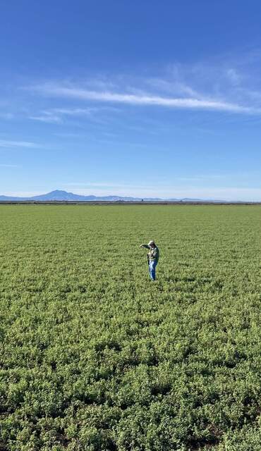 Dennis taking spectra of alfalfa