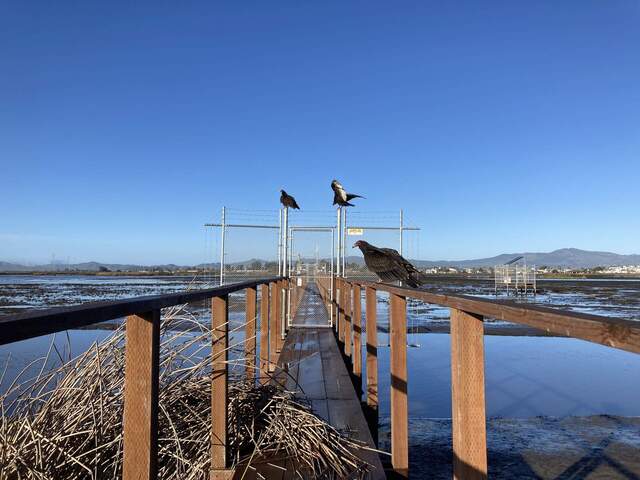 Turkey vultures guarding the approach to the boardwalk.