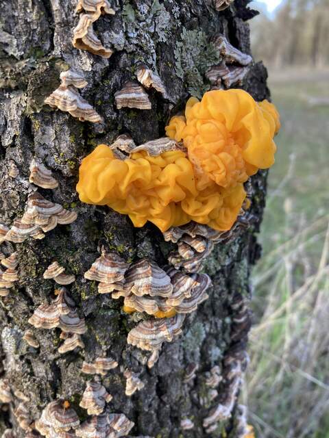 Bright yellow fungus that seems to be related to more mundane tree mushrooms